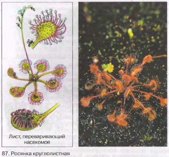 ������� �������������