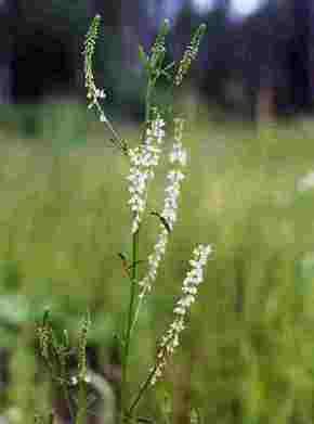 �������� ��������: ������ �����.